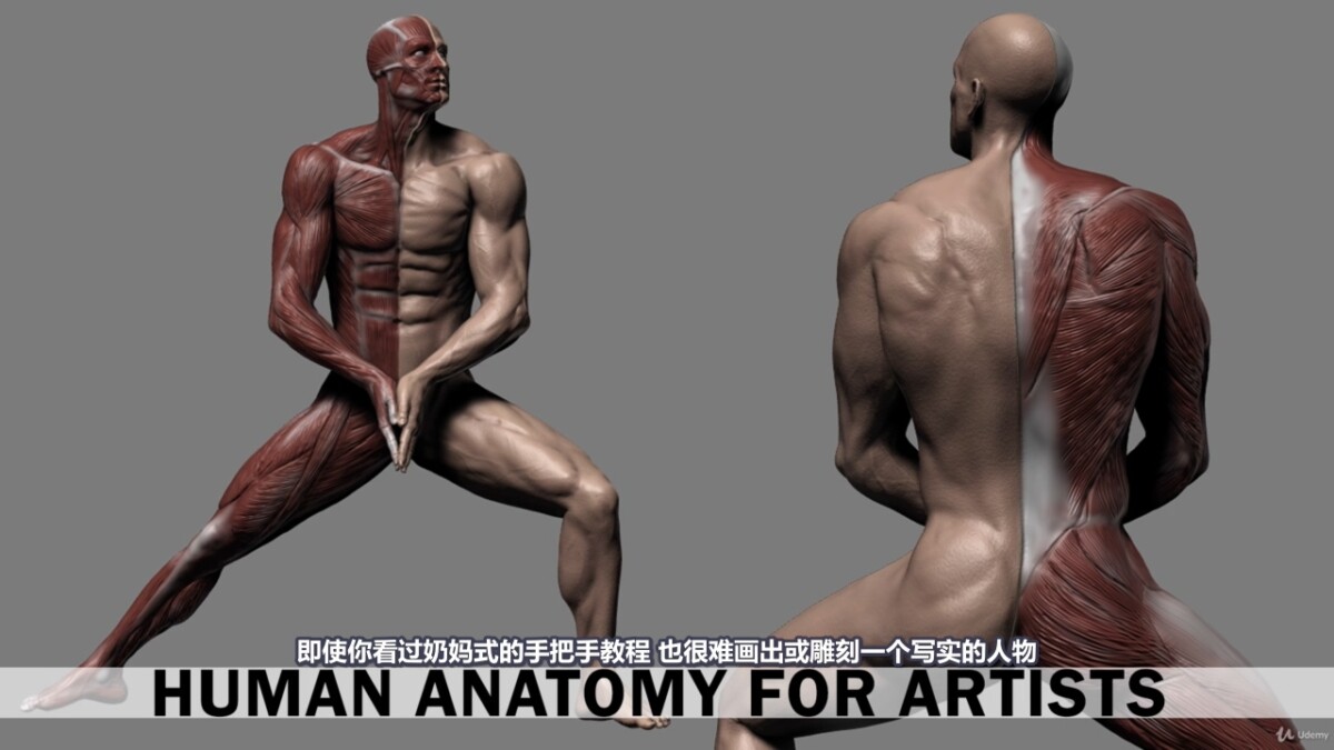 【R站译制】中文字幕 《藝用人體解剖學》人物角色绘画、建模、雕刻必备硬核姿势 Human Anatomy for Artists 视频教程 - R站|学习使我快乐！ - 1